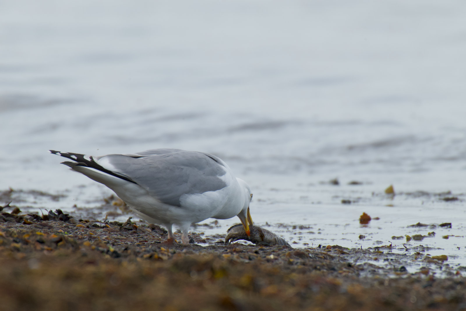 Foto der beobachteten Vogelart