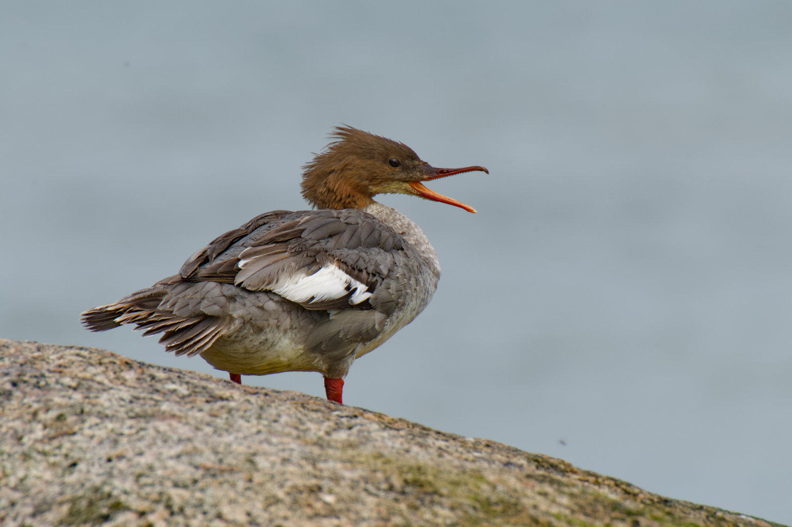 Foto der beobachteten Vogelart
