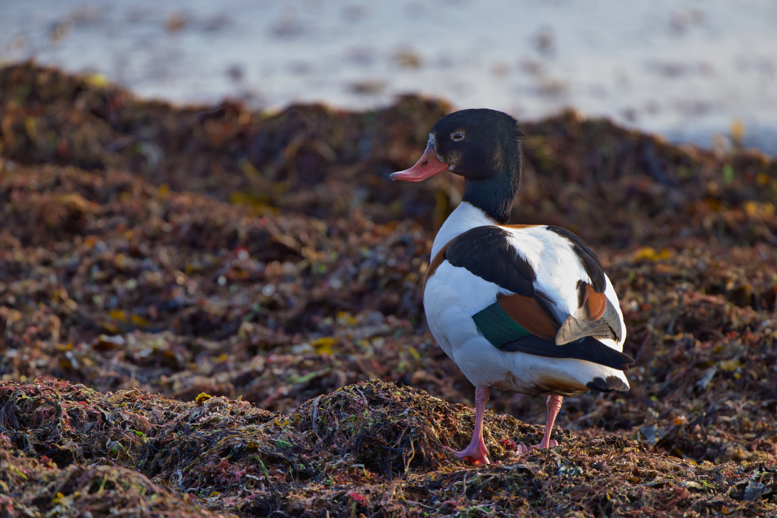 Foto der beobachteten Vogelart