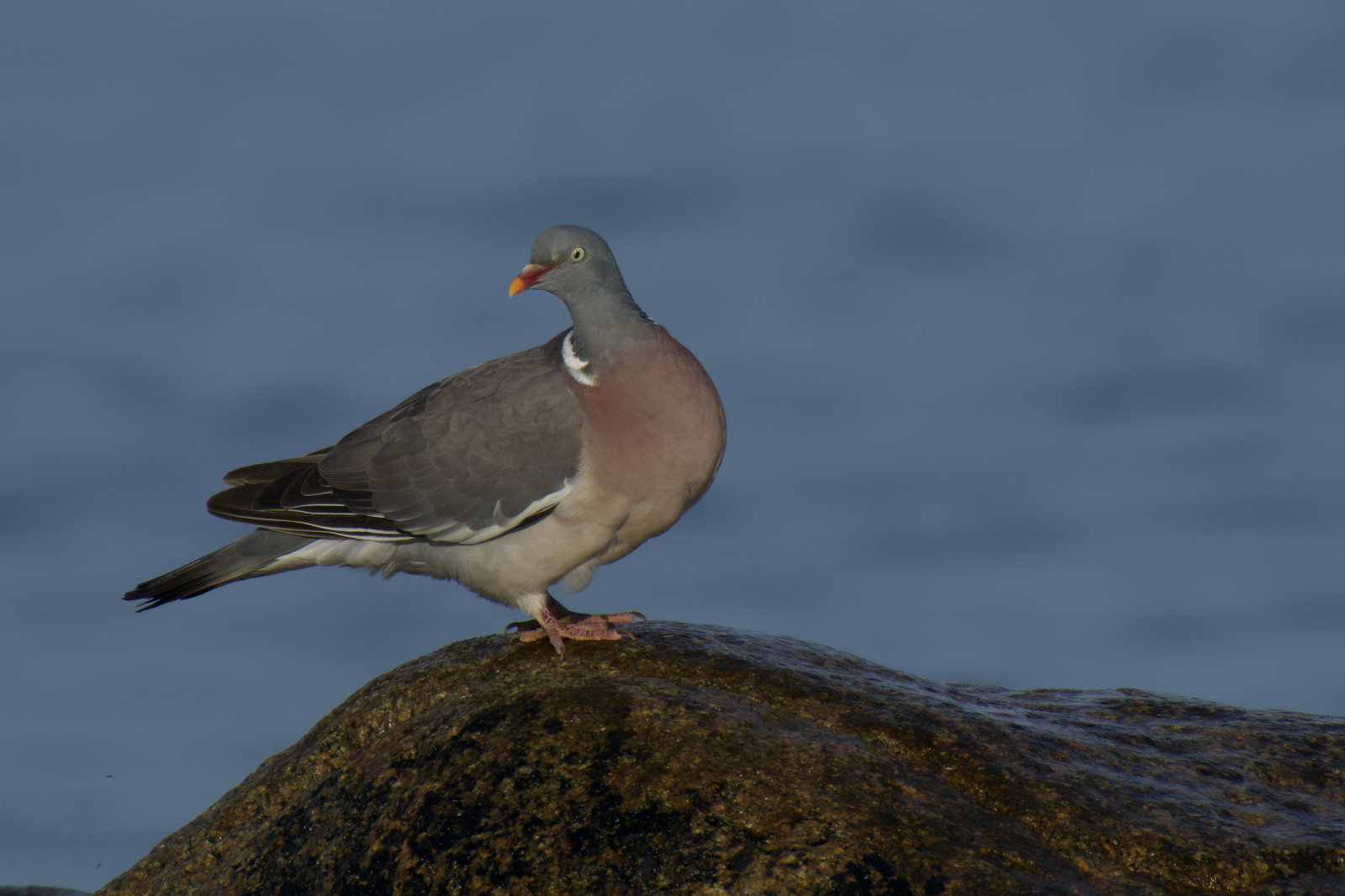 Foto der beobachteten Vogelart