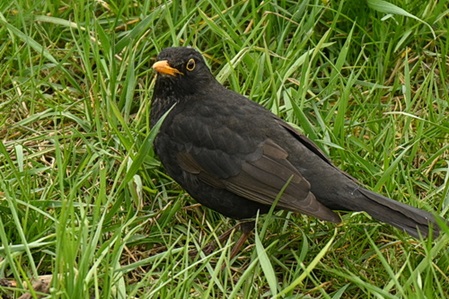 Amsel