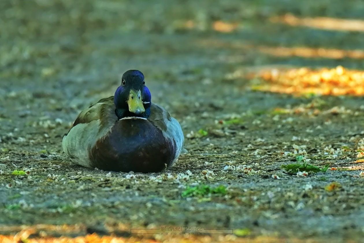 Stockenten-Männchen