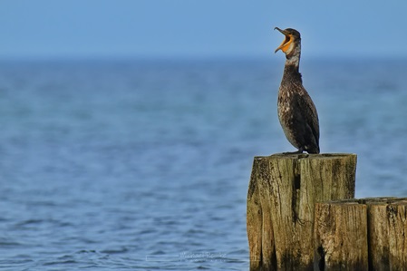 Kormoran auf einer Buhne