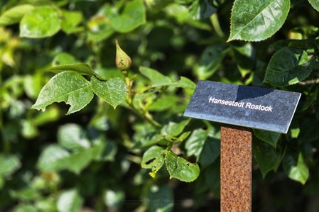 Rose "Hansestadt Rostock"