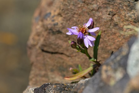 Strandaster