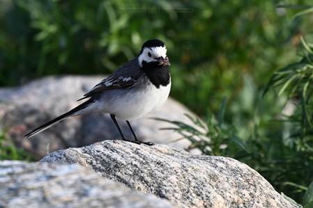 Bachstelze mit Futter im Schnabel