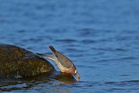 Ringeltaube trinkt Salzwasser