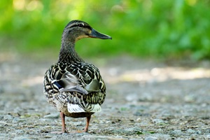 Stockente (Weibchen)