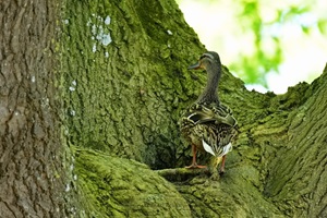 Stockente auf Ahornbaum