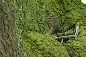 Stockente auf Ahornbaum