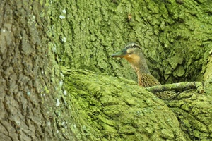 Stockente auf Ahornbaum