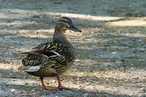 Stockente (Weibchen)