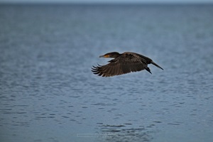 Kormoran