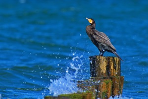 Kormoran