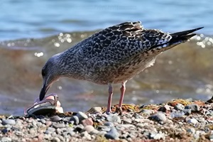 Silberwöwe mit Sandelette