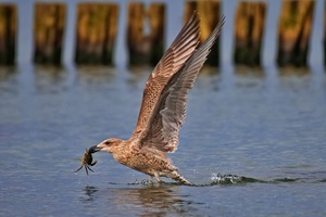 Silbermöwe mit Strandkrabbe