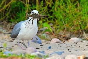 Silbermöwe mit Strandkrabbe