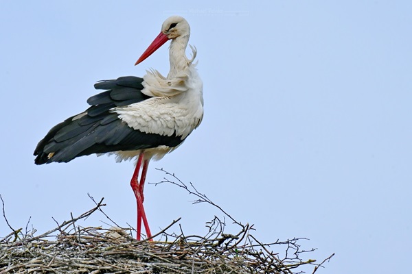 Einzelstorch, 17.04.2023