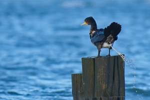 Kormoran