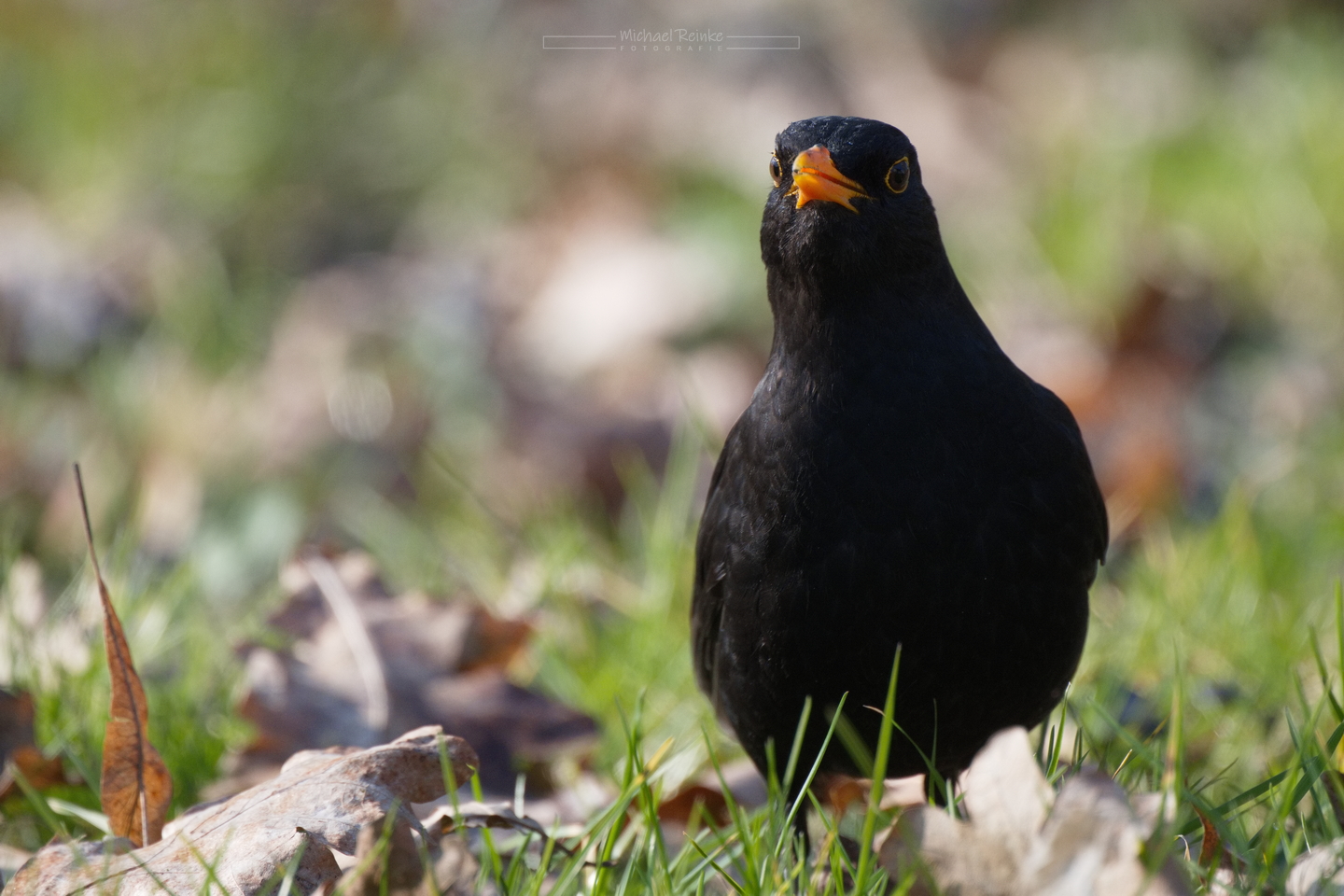 Amsel