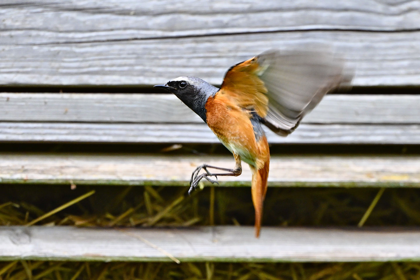 Gartenrotschwanz, Phoenicurus phoenicurus