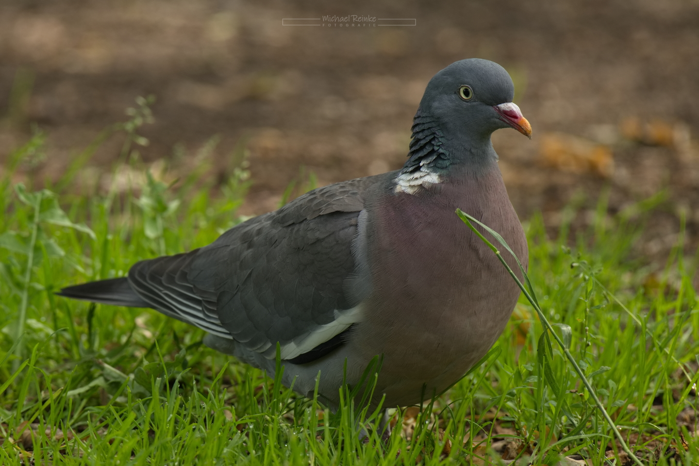 Ringeltaube