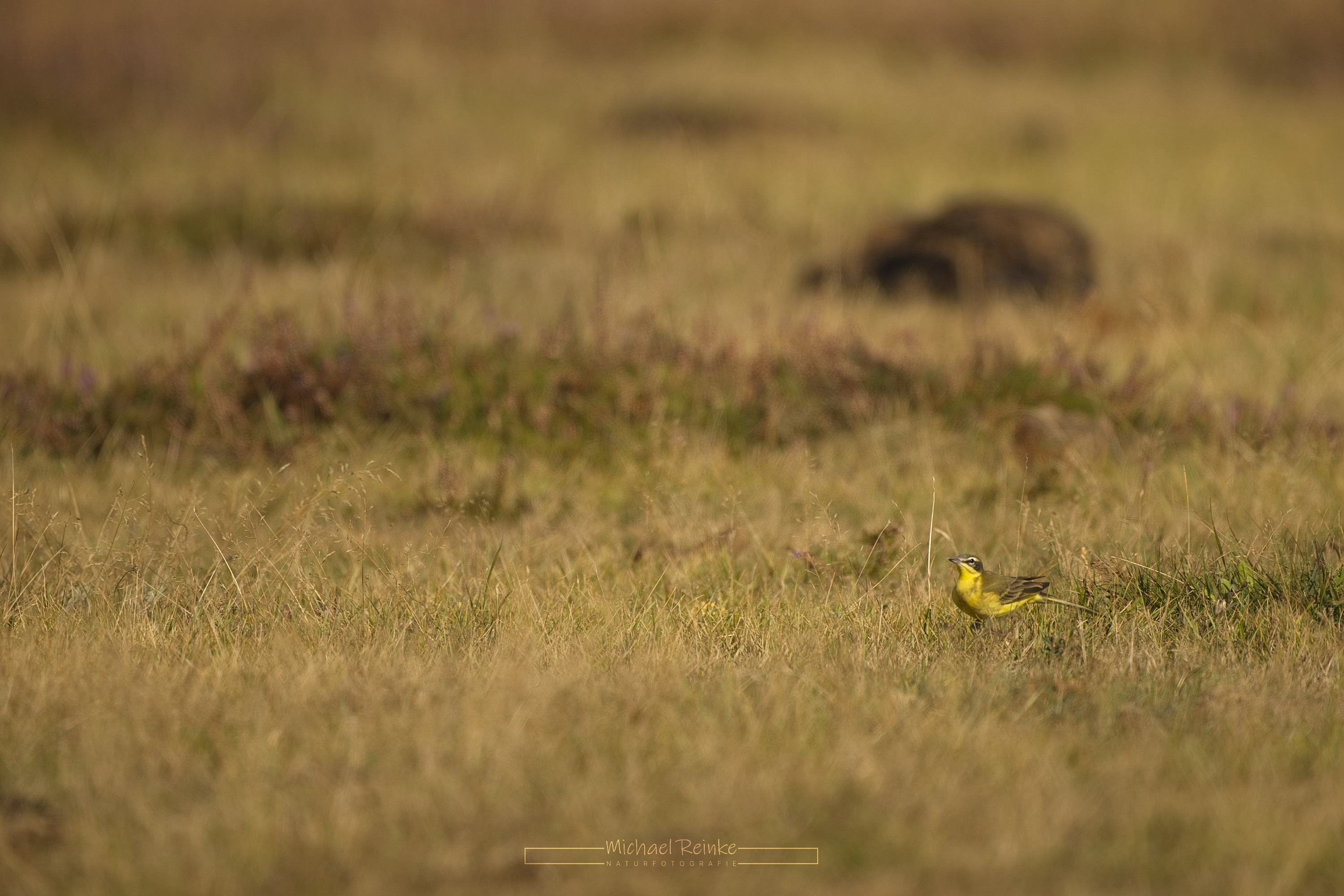 Schafstelze in einiger Entfernung