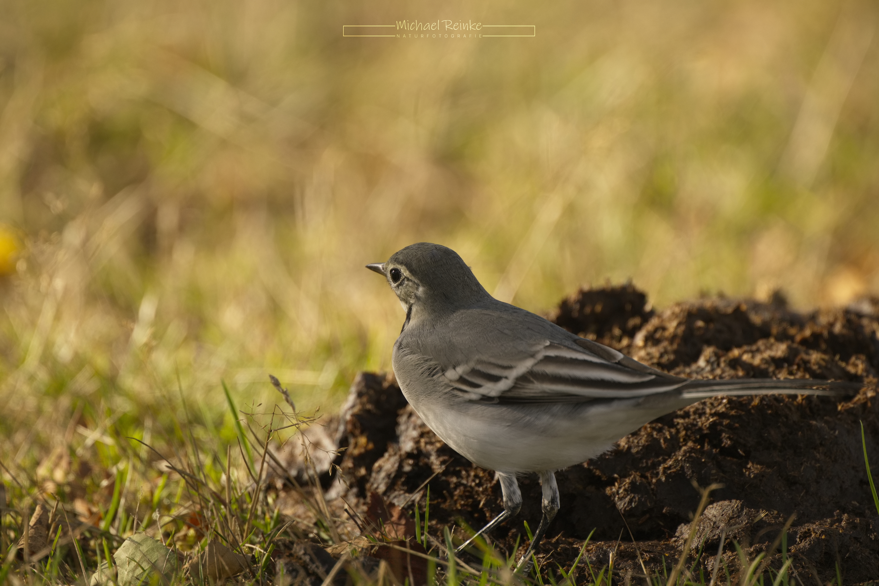 Bachstelze an der Hinterlassenschaft eines Rinds