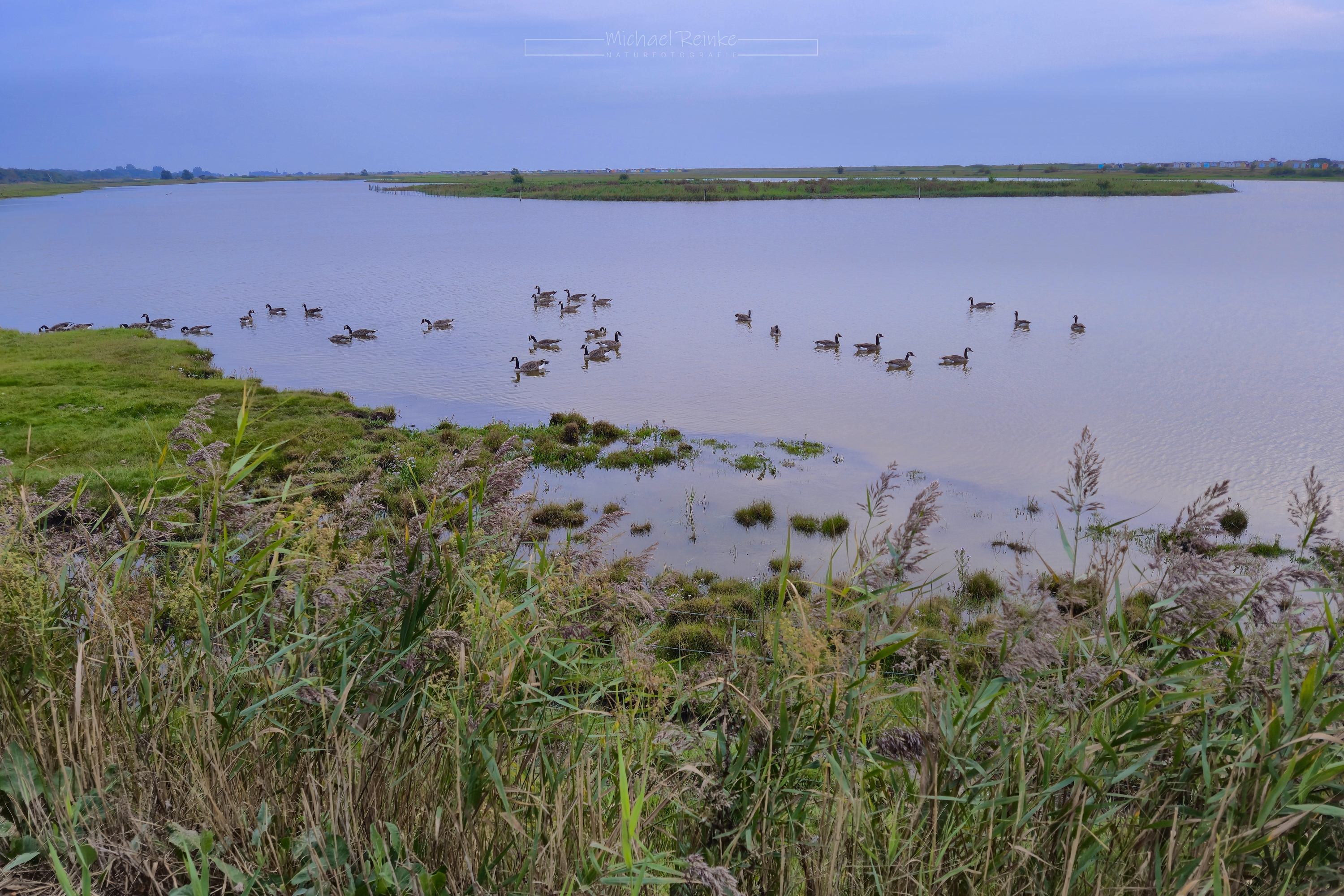 Nonnengänse im Naturreservat Flommen
