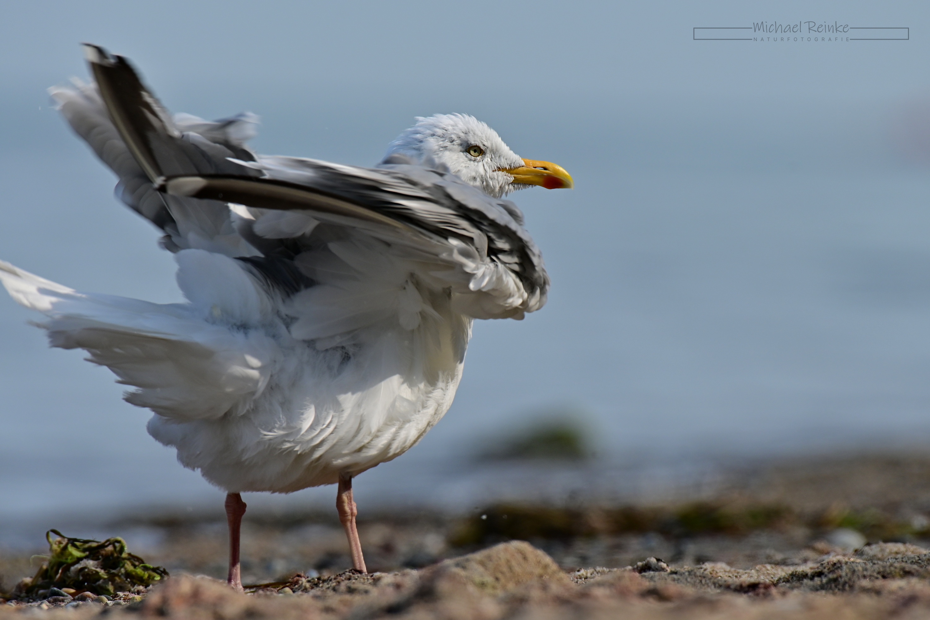 Silbermöwe