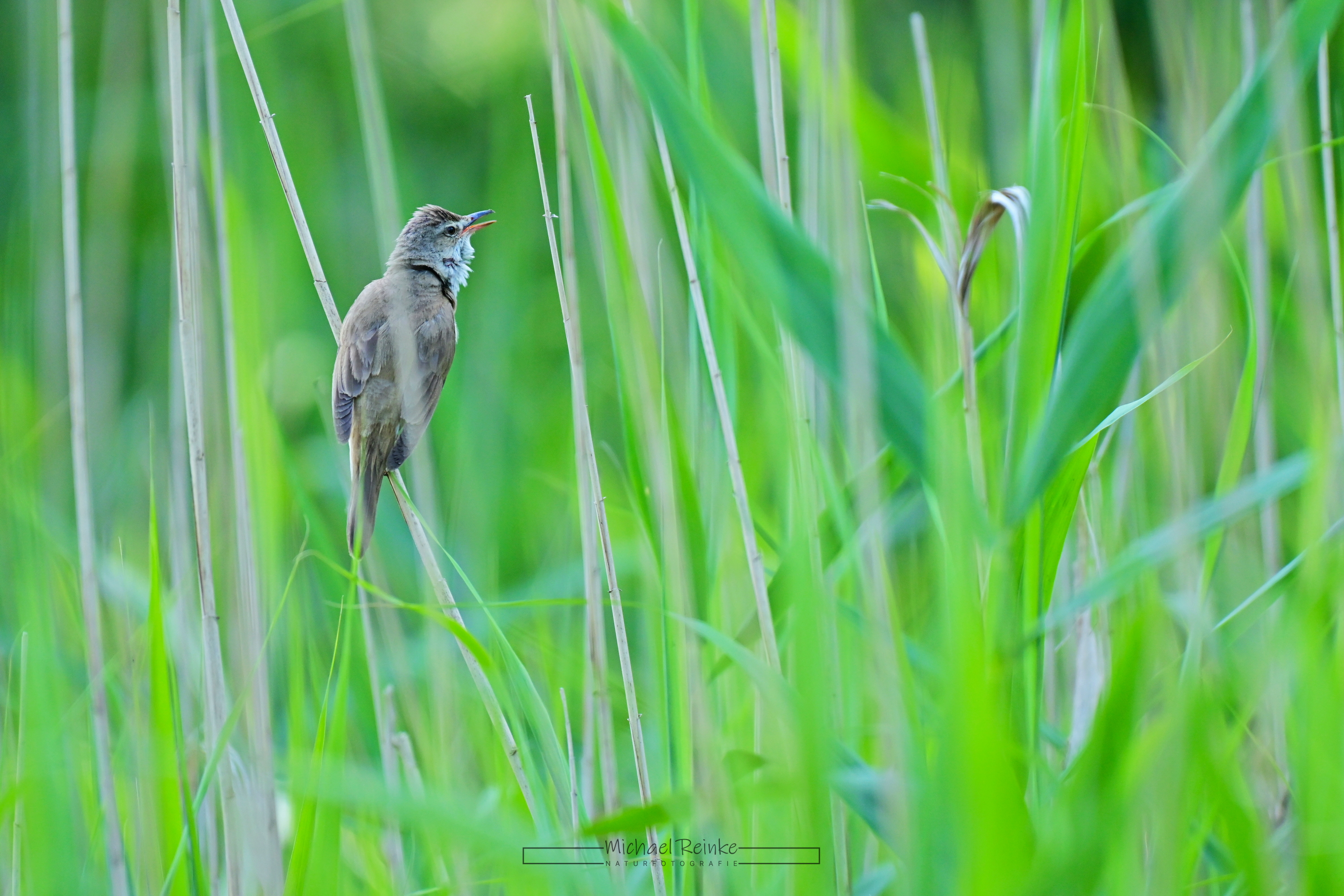 Rohrsänger