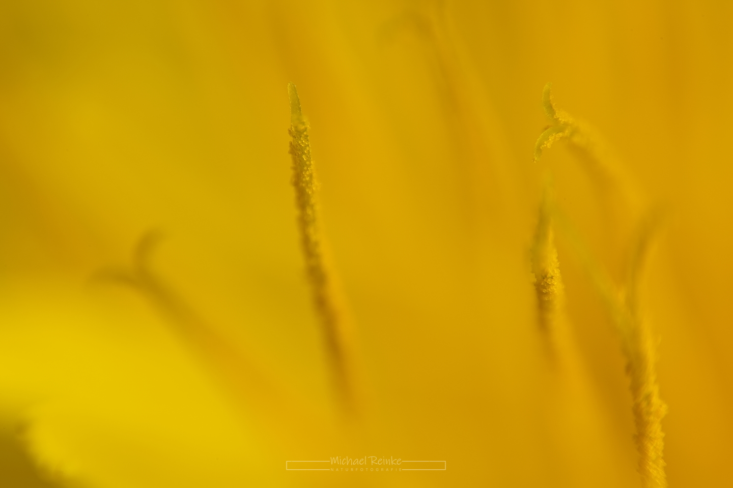 Makroaufnahme Löwenzahn