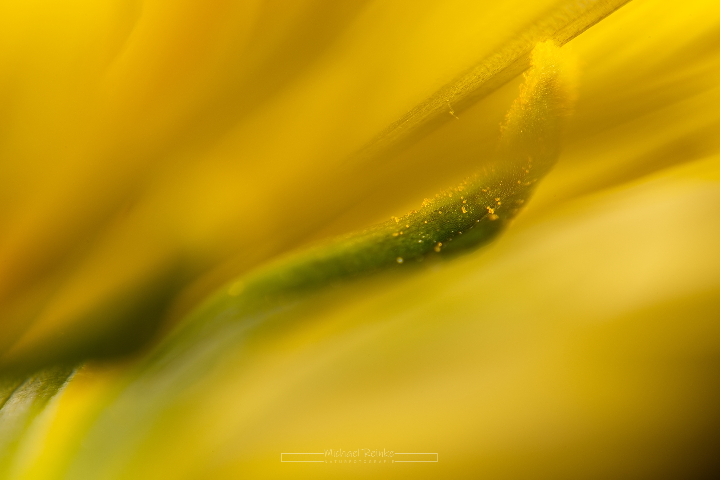 Makroaufnahme Löwenzahn