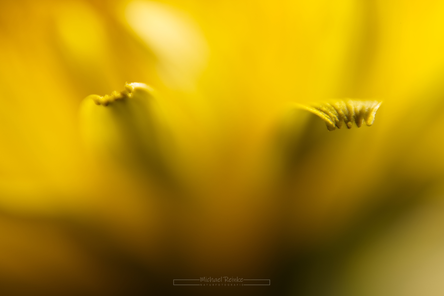 Makroaufnahme Löwenzahn