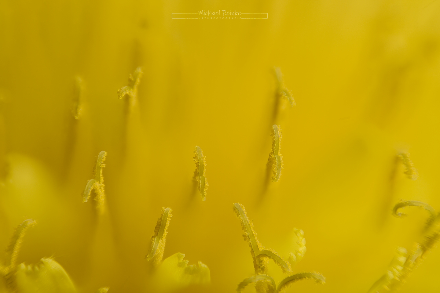 Makroaufnahme Löwenzahn