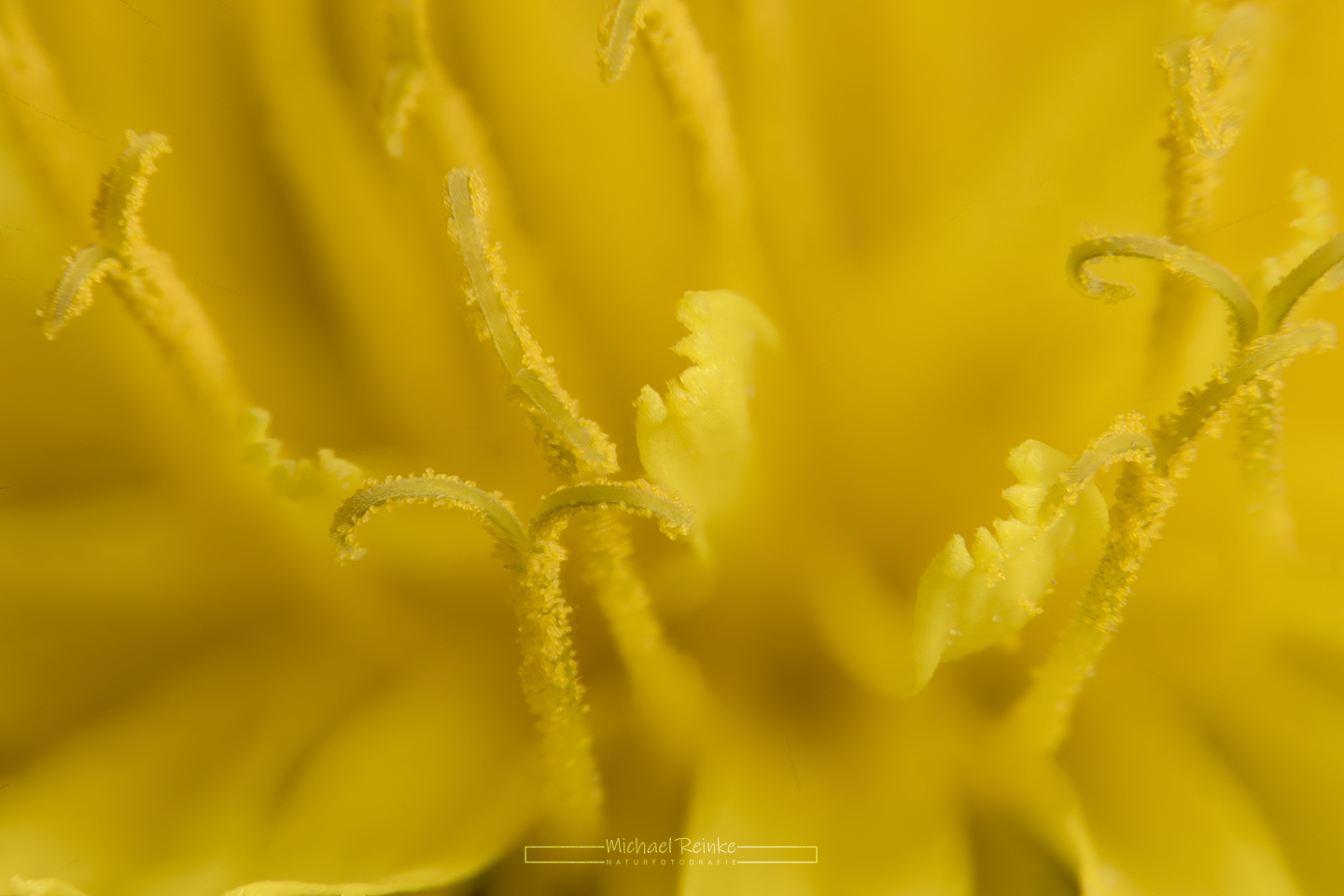 Makroaufnahme Löwenzahn