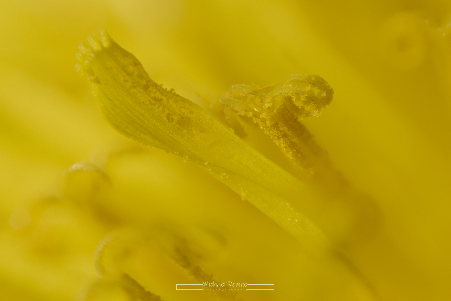 Makroaufnahme Löwenzahn