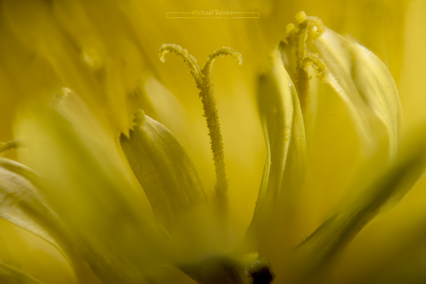 Makroaufnahme Löwenzahn