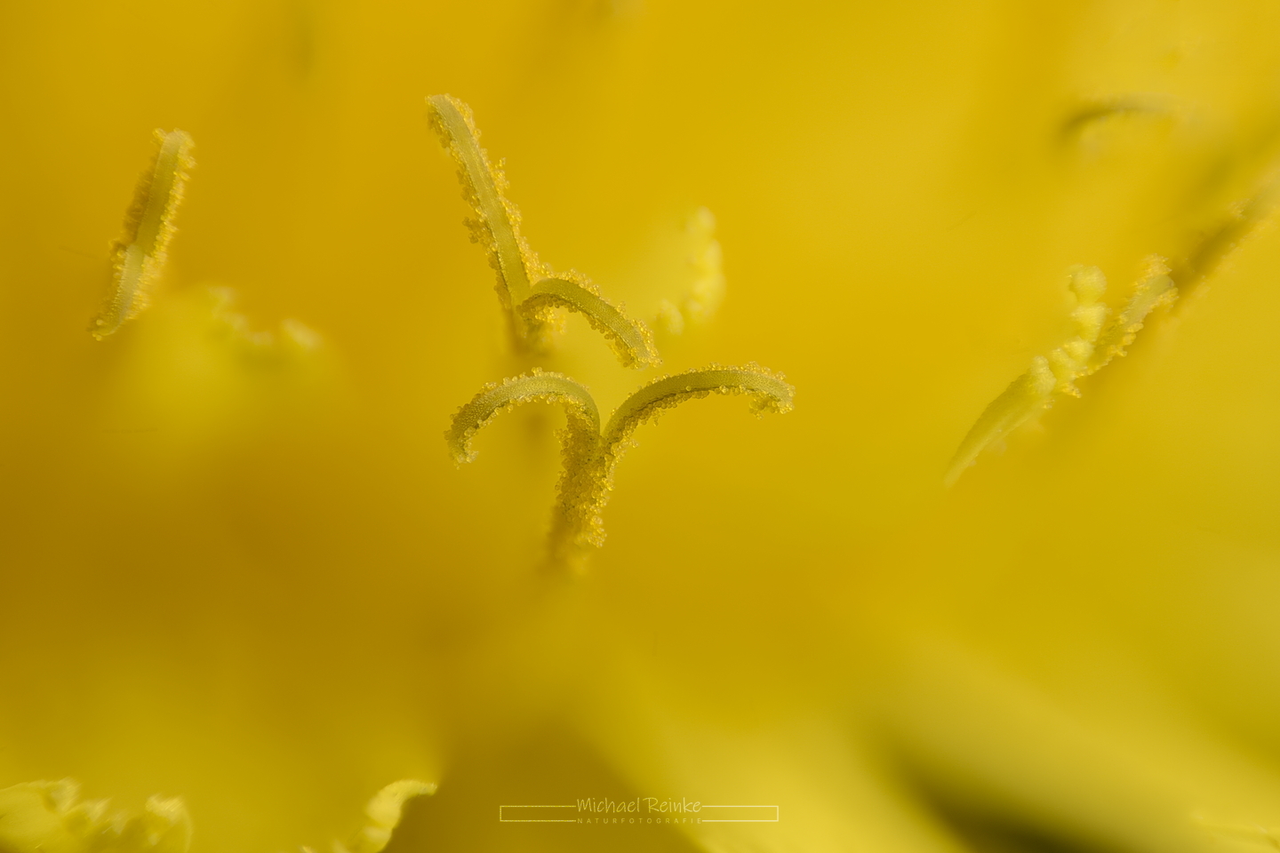 Makroaufnahme Löwenzahn