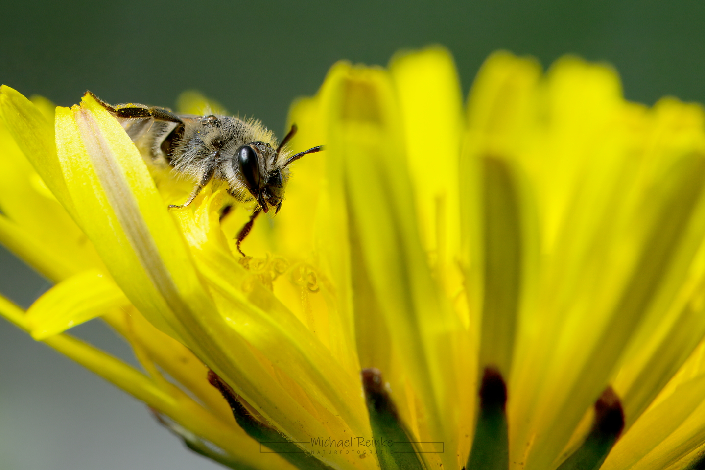 Wildbiene auf Löwenzahnblüte
