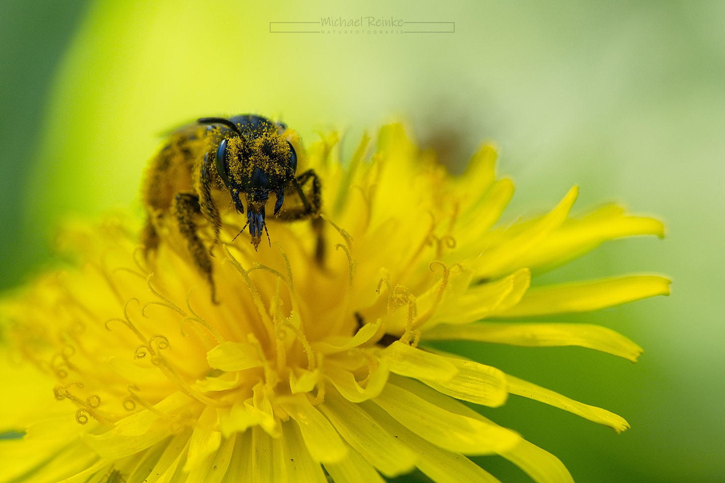 Wildbiene auf Löwenzahnblüte