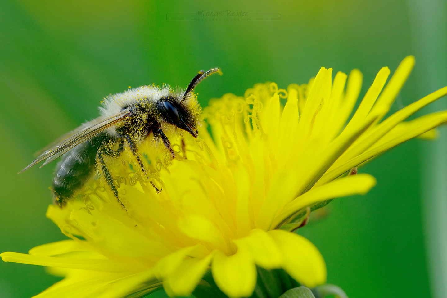 Wildbiene auf Löwenzahnblüte