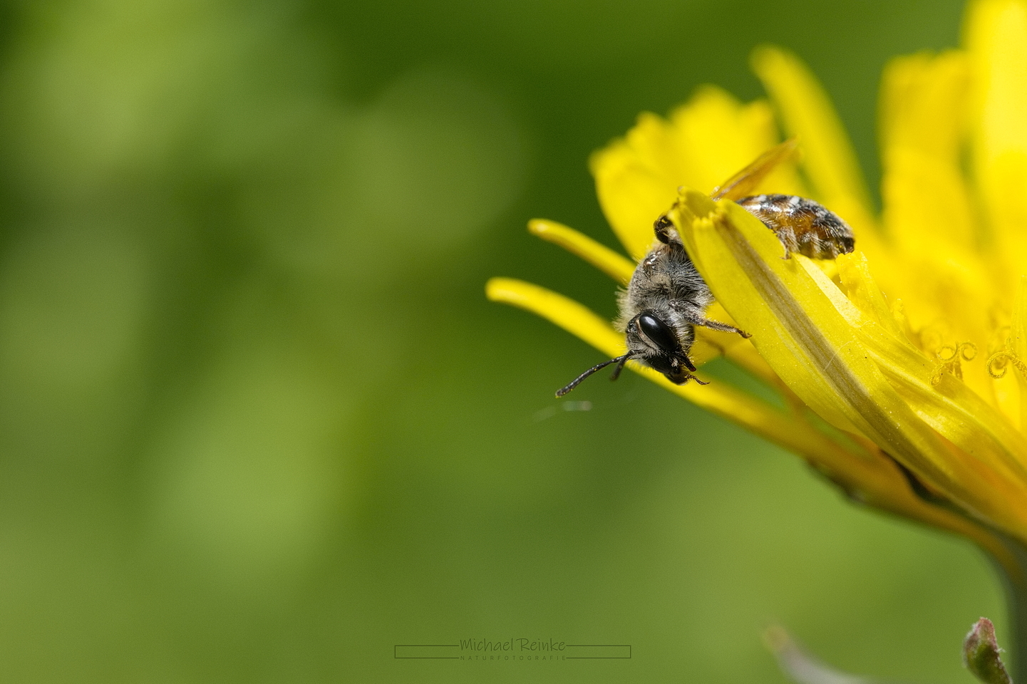 Wildbiene auf Löwenzahnblüte