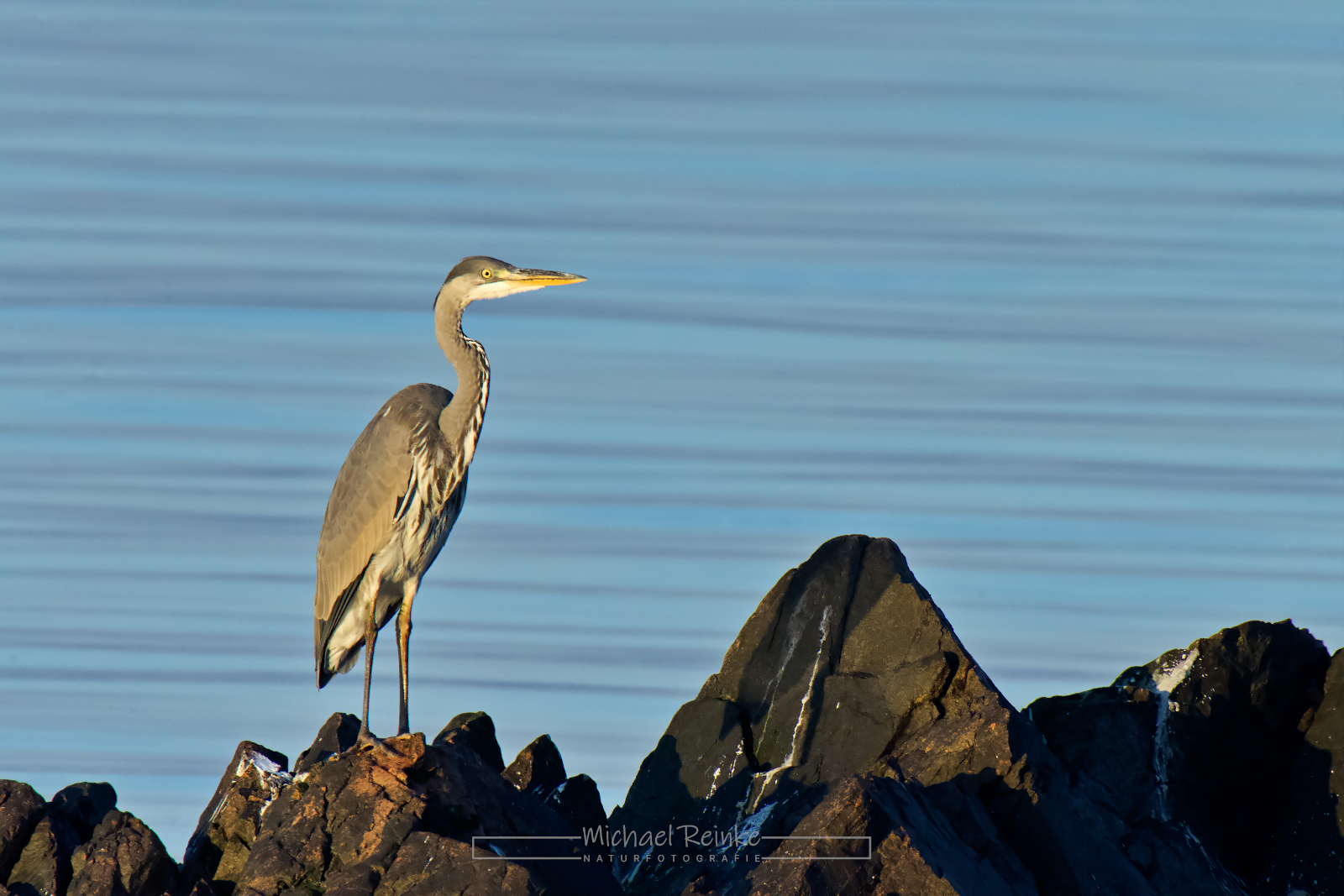 Graureiher auf Felsgestein (Kullen-Halbinsel, Schweden)