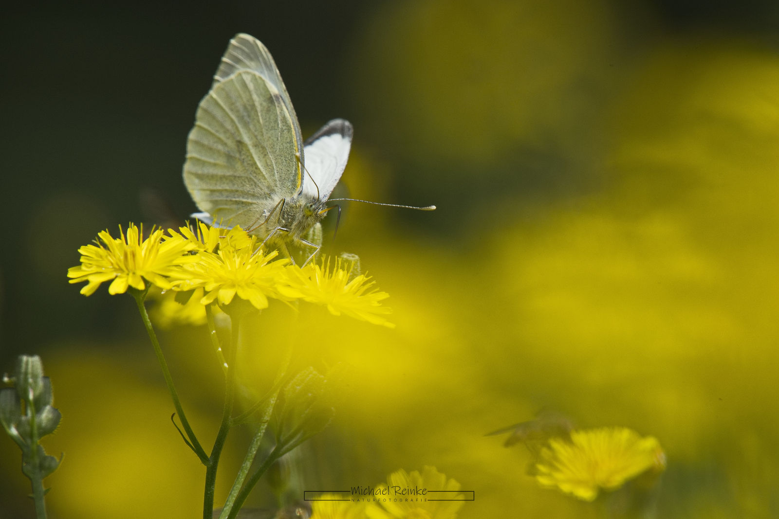 Kohlweißling auf einer Löwenzahnblüte