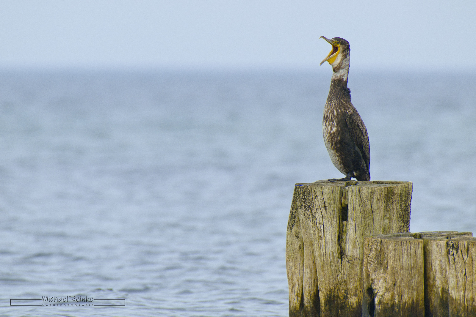 Kormoran auf einem Buhnenpfahl