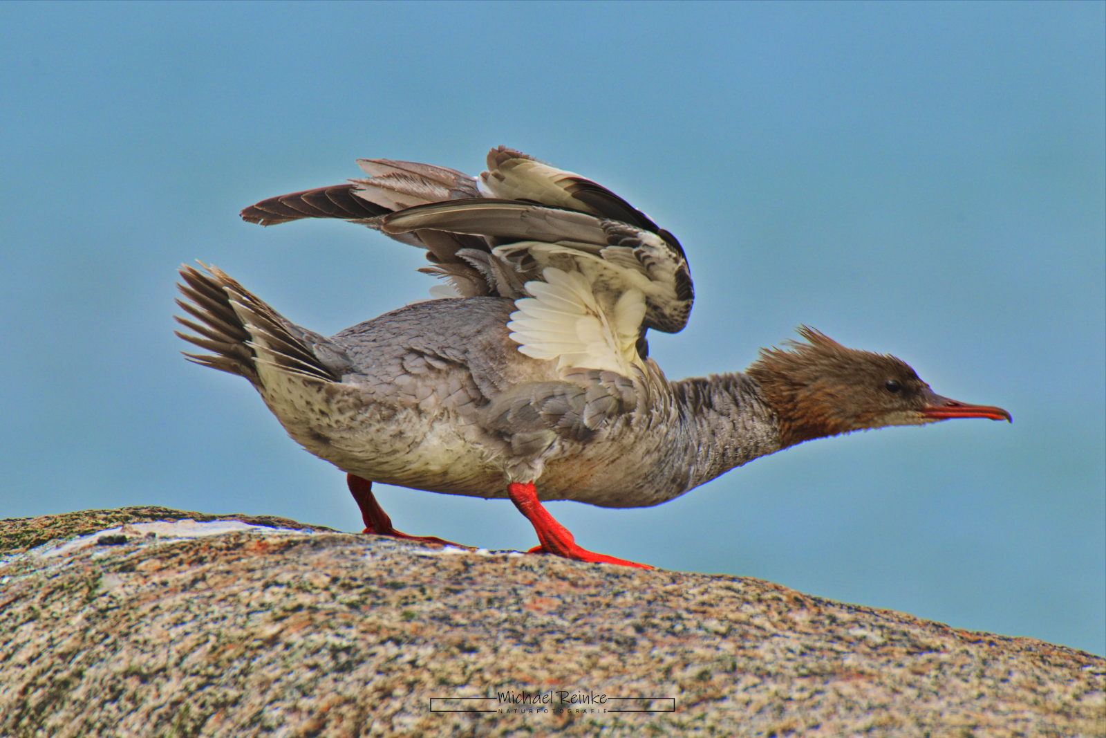 Mittelsäger, Altenkirchen, Insel Rügen