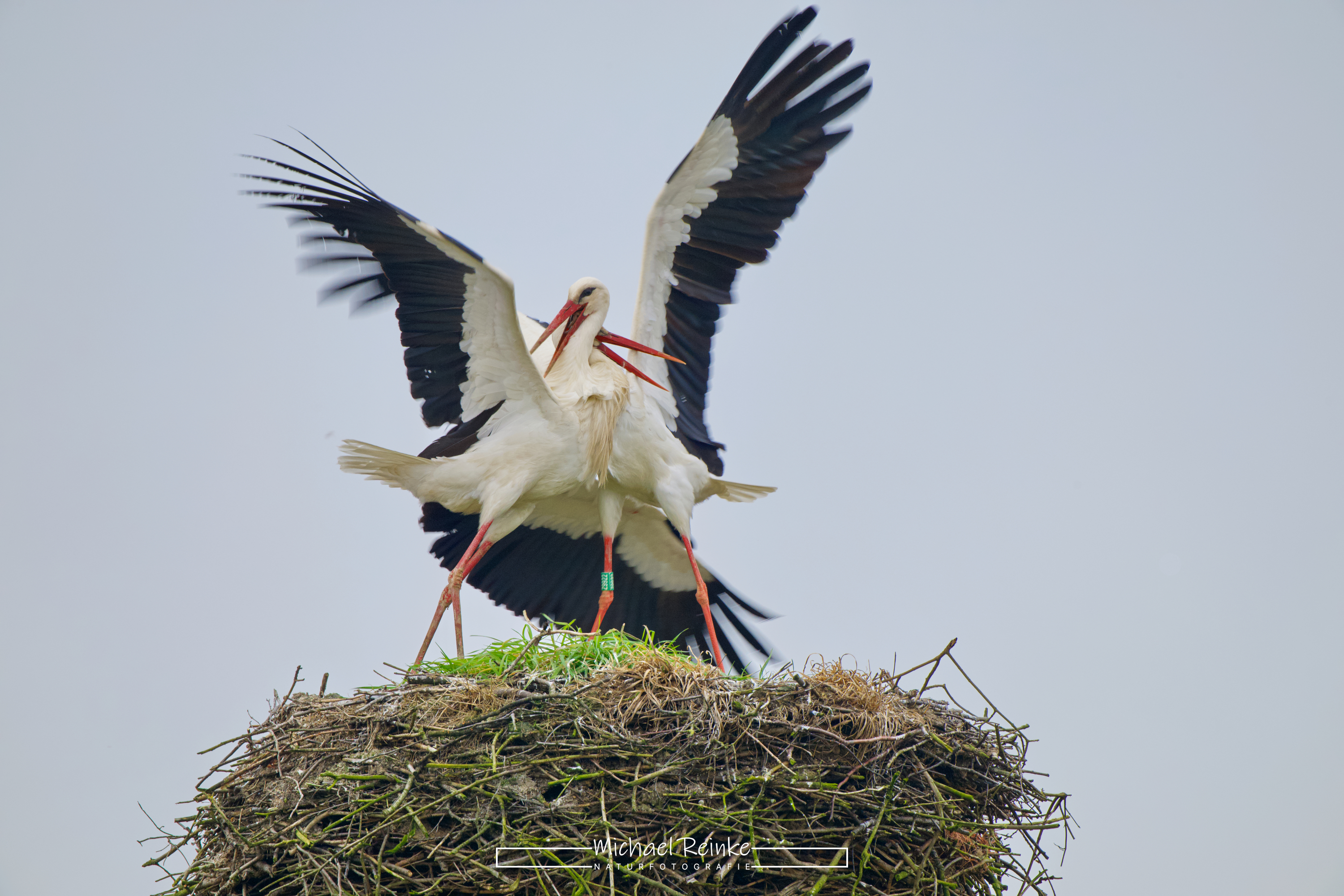 Kampfszene, 29.03.2025