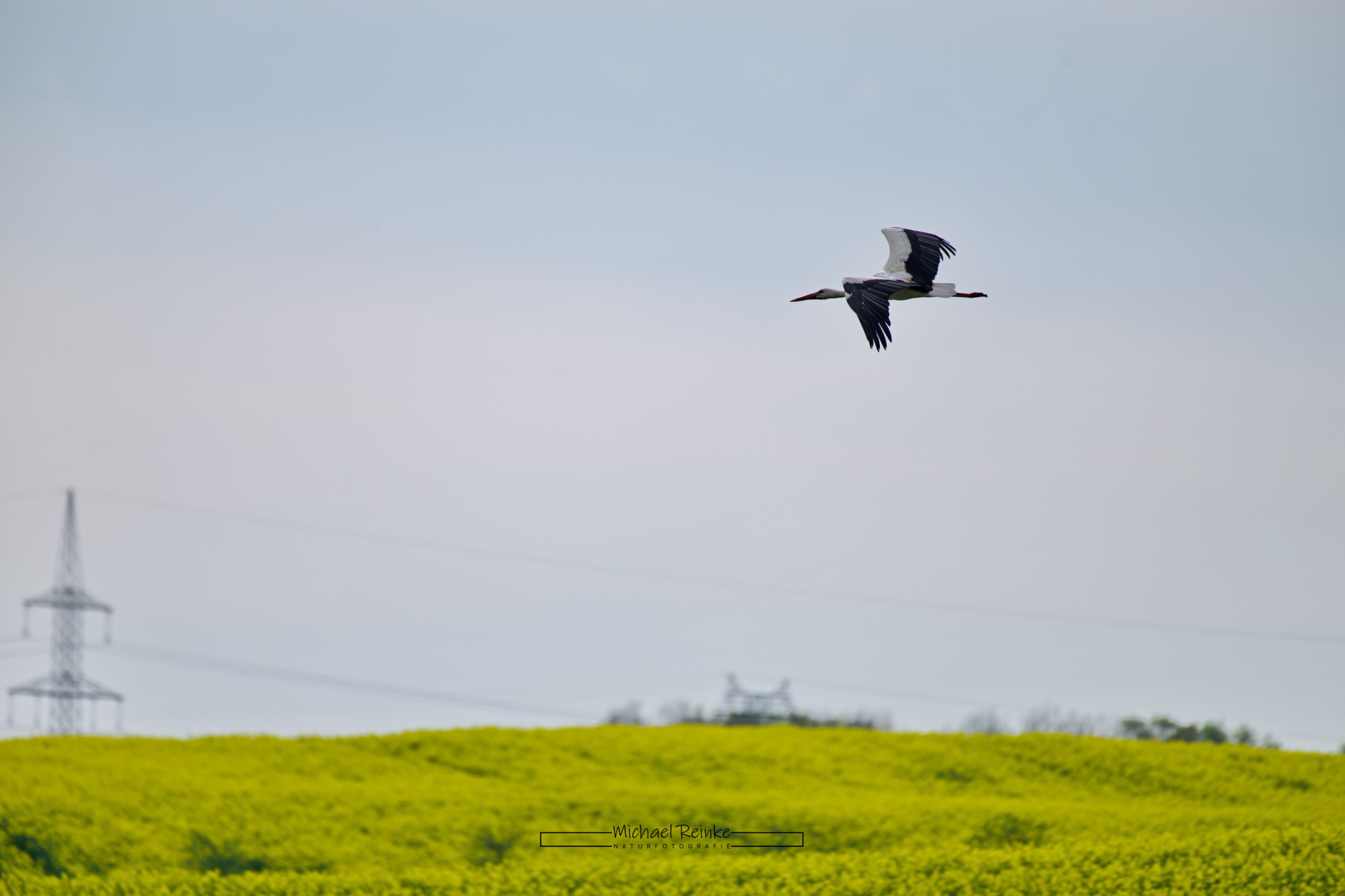 Storch im Flug, 13.04.2024