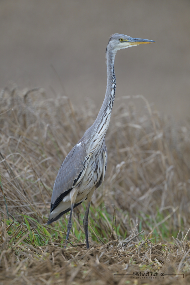Graureiher auf einem Feld
